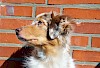 Foto eines Australian Shepherd Australian Shepherd im Profil vor einer Ziegelmauer - © CC0 - Pixabay - heyerlein