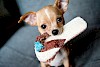 Ob die Sandale dem Chihuahua wohl schmeckt? Kleiner Chihuahua mit Sandale im Mund - © CC0 - Pixabay - BarnImages