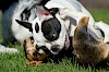 Raufen oder kuscheln? Französische Bulldogge beim Spielen mit anderen Hunden - © CC0 - Pixabay - 825545