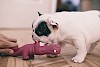 Wer wird den Kampf gewinnen? französische Bulldogge bei Spielen mit einem Plastikrokodil - © CC0 - Pixabay - freestocks-photos