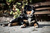 Muss ich schon aufstehen? Berner Sennenhund liegend auf Pflastersteinen - © CC0 - Pixabay - Pexels