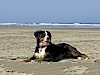 Hier ist Auslauf garantiert. Berner Sennenhund am Strand, Meer im Hintergrund - © CC0 - Pixabay - werner22brigitte