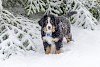 Er bekommt nicht so schnell kalte Füße Berner Sennenhund im Schnee - © CC0 - Pixabay - werner22brigitte