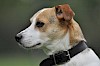 Wer träumt denn da? Kopf eines Jack Russel Terrier von der Seite mit Halsband - © CC0 - Pixabay - Yolanda
