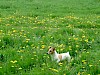 Bis es da zu pusten geht, dauert es noch ein wenig! Jack Russel Terrier in Blumenwiese mit Löwenzahn - © CC0 - Pixabay - jumbojet