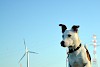 Immer aufmerksam Jack Russel Terrier vor Windrad und Strommasten - © CC0 - Pixabay - Meli1670
