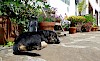 Schön müde? Hund auf Steinplatten liegend - © CC0 - Pixabay - YvonneH