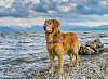 Auch nasse Füße stören ihn nicht Golden Retriever aufmerksam am Meer - © CC0 - Pixabay - Bilder_meines_Lebens