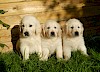Welpen im Dreierpack 3 Golden Retriever Welpen mit unwiderstehlich süßem Blick - © CC0 - Pixabay - JacLou