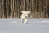 Gute Tarnung Weißer Golden Retriever Welpe läuft durch den Schnee - © CC0 - Pixabay - suhsam