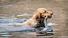 Hol's Stöckchen Golden Retriever schwimmend mit Stock im Maul - © CC0 - Pixabay - Didgeman