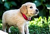 Und Jetzt? Golden Retriever Welpe mit rotem Halsband - © CC0 - Pixabay - SmBerG