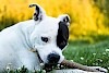 Ein kleiner Snack? American Staffordshire Terrier Nahaufnahme beißt auf Stock - © CC0 - Pixabay - Myriams-Fotos