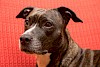 Sehr aufmerksam! Dunlker American Staffordshire Terrier - © CC0 - Pixabay - domeckopol