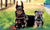 Wer ist wer? Nicht schwer, oder? Yorkshire Terrier mit Rosa Haarspange neben Dobermann - © CC0 - Pixabay - YamaBSM