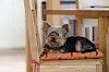 Fauler Hund? Yorkshire Terrier auf Sessel mit Polster - © CC0 - Pixabay - 825545