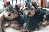 Wer ist wohl der Ältere? Yorkshire-Terrier Brüder beim Kuscheln - © CC0 - Pixabay - junpoonipipoo