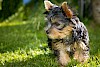 Wohin kleiner Freund? Yorkshire Terrier klein auf Wiese - © CC0 - Pixabay - Pezibear