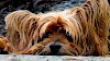 Warum so ein trauriges Gesicht? Yorkshire Terrier Kopf Nahaufnahme am Boden liegend - © CC0 - Pixabay - Josch13