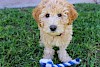 Beschreibung der Hunderasse Labradoodle Süßer Labradoodle Welpe mit Spielzeug - © CC0 - Pixabay - joshborup