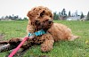 Beschreibung der Rasse Labradoodle Labradoodle auf Wiede mit Leine - © CC0 - Pixabay - litthouse