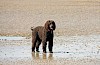 Labradoodle Beschreibung Brauner Labradoodle am Strand - © CC0 - Pixabay - Kaz
