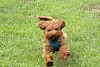 Die Hunderasse Labradoodle Springender kleiner Labradoodle - © CC0 - Pixabay - Karen1219