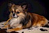 Das schmeckt dem Chihuahua aber sicherlich! liegender Chihuahua mit Kaustange - © CC0 - Pixabay - HG-Fotografie