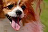 Schlabber schlabber Nahaufnahme eines Chihuahua - © CC0 - Pixabay - Alexas_Fotos