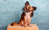 Na wer schaut da so süß? Chihuahua auf Holzbrett - © CC0 - Pixabay - HG-Fotografie