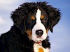 Berner Sennenhund Welpe Herziger Berner Sennenhund Welpen - Kopf und Schultern - © CC0 - Pixabay - werner22brigitte