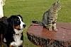 Wohl eher Spielgefährte als Futter! Berner Sennenhund und Katze auf Baumstumpf - © CC0 - Pixabay - werner22brigitte