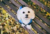 Hallo da oben! Malteser mit blauem Mantel auf Parkbank - © CC0 - Pixabay - Mia_Rainbow