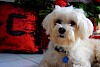 Geschenke schon ausgepackt? Malteser mit blauer Hundemarke vor Weihnachtsdeko - © CC0 - Pixabay - ScarletRE