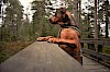 Viel Platz im Wald zum toben Hund im Wald mit Geschirr - © CC0 - Pixabay - Grizzlybear-se