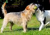 Wer holt sich den Ball? Zwei Hunde beim Spielen - © CC0 - Pixabay - Kapa65