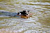 Bring das Stöckchen! Hund schwimmend im Wasser mit Stock im Maul - © CC0 - Pixabay - olleaugust