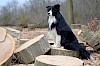 Ich sag's gleich, ich war's nicht Border Collie sitzend auf Baumscheiben - © CC0 - Pixabay - 3877121