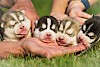 Die sind wohl noch zu klein. Vier Husky-Welpen auf einer Hand - © stock.adobe.com / voltgroup / #92210181