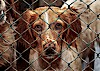 Hol mich hier raus! Süßer Hund blickt durch Maschendrahtzaun - © CC0 - pixabay - Alexas_Fotos