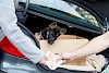 Bitte hier Finger weg! Hundewelpe wird aus Kofferraum heraus verkauft. - © stock.adobe.com / juefraphoto / #109071828