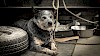 Hallo alter Freund Alter Hund liegend angeleint - © CC0 - pixabay - marcfrey