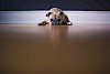Na? Schon müde? Mops liegt am Boden - © CC0 - Pixabay - Free-Photos