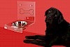 Da fehlt aber was! Schwarzer LAbrador vor leeren Fressnapf vor roter Wand - © CC0 - Pixabay - netti67
