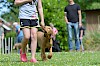 Sehr brav! Hund bei Fuß in Hundeschule - © CC0 - Pixabay - 825545