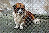 Bitte holt ihn da raus. Trauriger Hund hinter Maschendrahtzaun - © CC0 - Pixabay - Alexas_Fotos