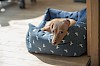 Da ist aber jemand noch schüchtern Hund in blauem Hundebett - © CC0 - Pixabay - skeeze