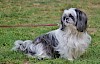 Sicherheit geht vor. Pekinese an roter Leine - © CC0 - Pixabay - cocoparisienne