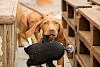 Der wird das wohl nicht heil überstehen Hund beim Spielen mit Stofftier - © CC0 - Pixabay - petto123