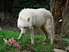 Leckerschmecker Weißer Wolf mit Fleischstück beim fressen - © CC0 - Pixabay - extrazeit